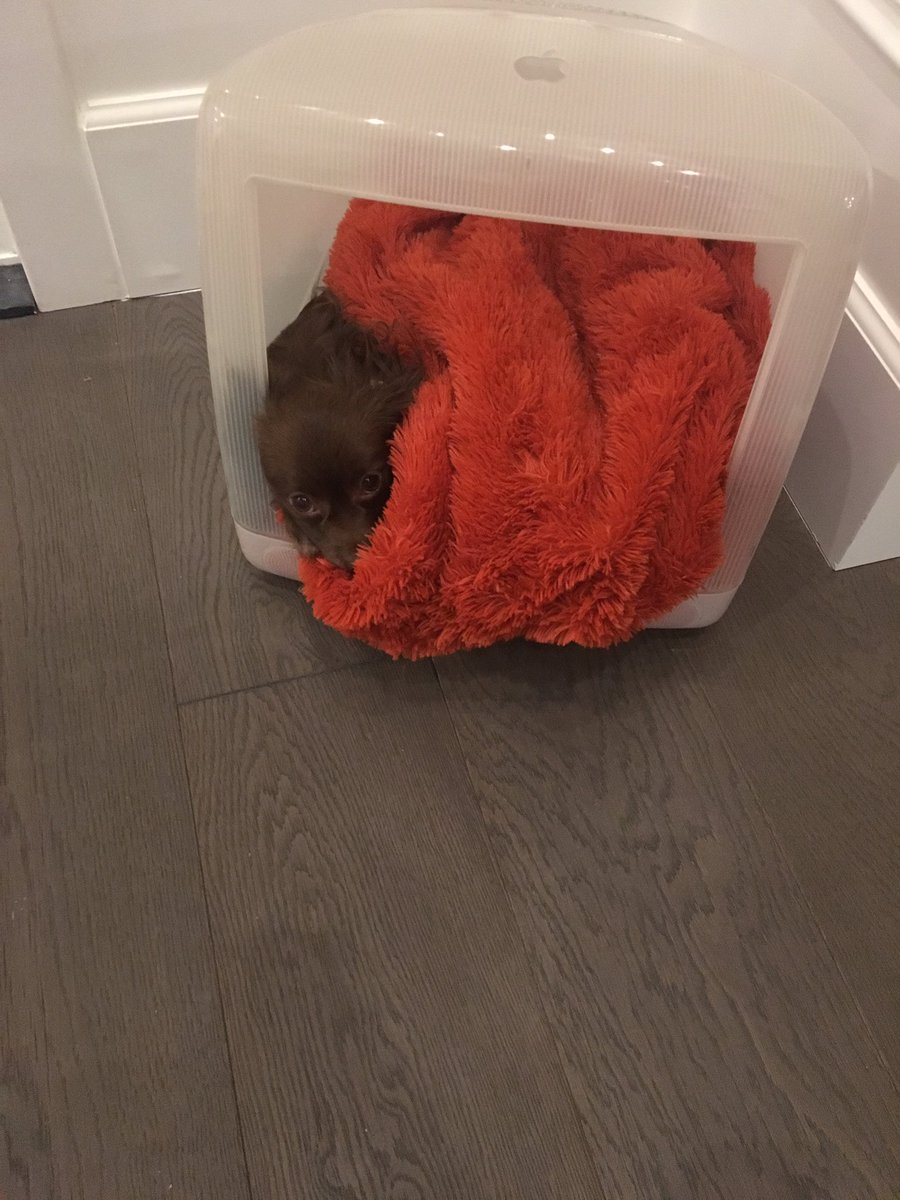 GloriaDeeButler's tweet image. #coco #cozy #fuzzyblanket #nicenwarm #goodnight