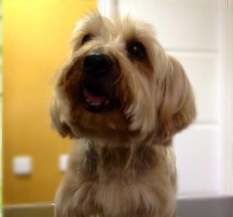 NuevaVidaAdop's tweet photo. MADRID URGENTE!
YORKY yorkshire d 13años 8kg
NECESITA CASA DE ACOGIDA/ADOPCION
#madrid #yorkshireterrier #adopta
facenuevavida@gmail.com https://t.co/nZ5t3Tlysg
