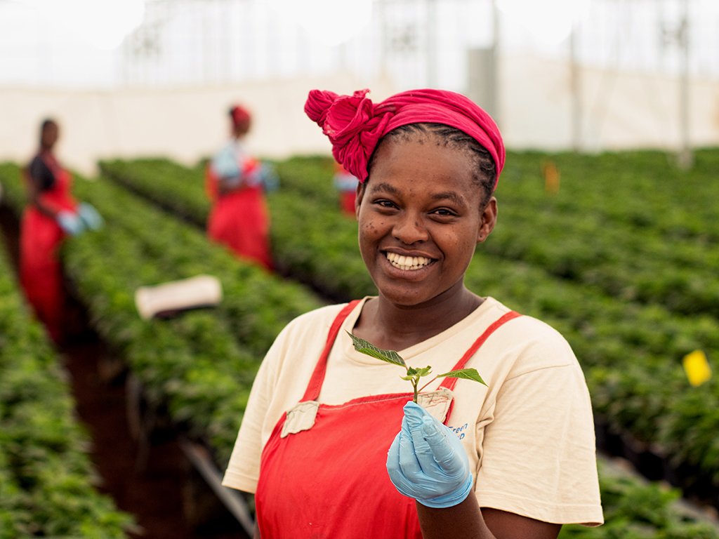 FairtradeUK's tweet photo. Introducing UKs first #Fairtrade plant - festive poinsettia. Perfect Christmas gift that supports #Fairtrade workers https://t.co/WSFkUpmNsP https://t.co/IWo8KTjMn2