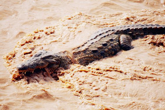 Crocodiles are fast on their feet, but cannot turn very well. If one is chasing you, run in zig zag lines.