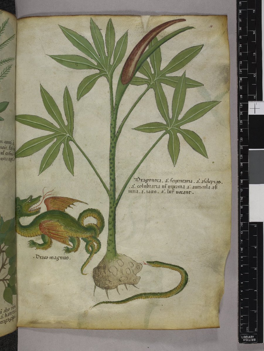 British Library tweet media