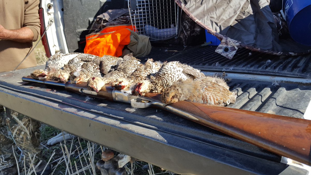 DavidProffitt1's tweet photo. Man, love chasing Sharptails n North Dakota Pothole Prairie....especially after taking a limit of ducks in the AM https://t.co/Gp4xOPvXX6 https://t.co/c2rO9U9HN1