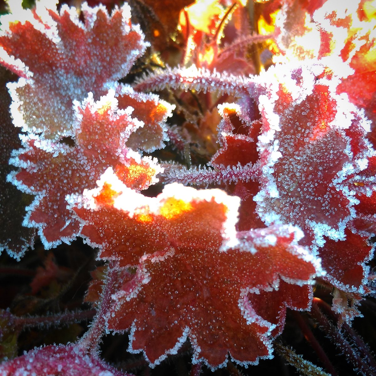 studioCworkshop's tweet photo. Beautiful frosty day here in Mayo! https://t.co/TPBHWI8am7