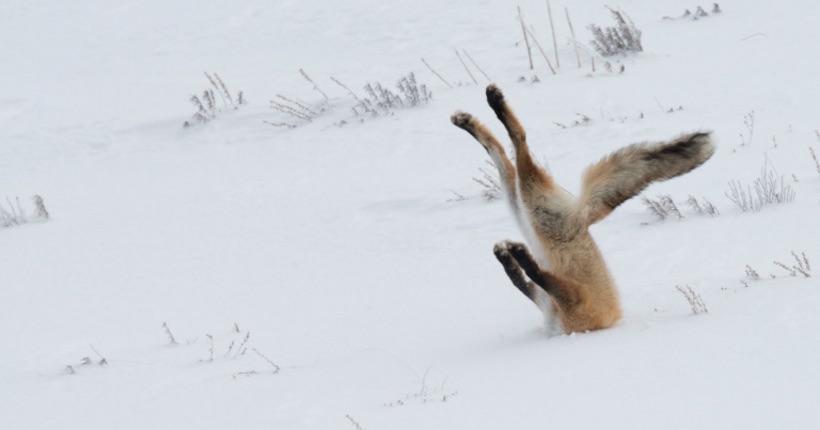 Comedy Wildlife Photography Awards 2016 winners announced ebx.sh/2fUMnBB
