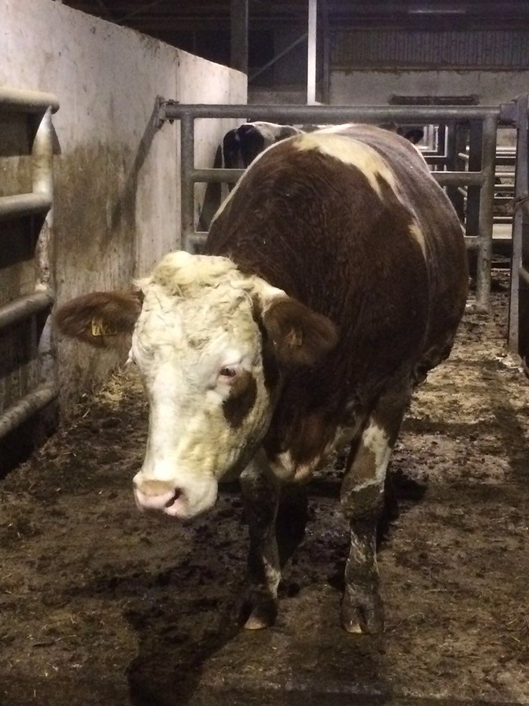HesselingVlees's tweet photo. Bertha voor Bertha na! #dubbeldoelkoe #duurzaam  @EdwinHeijdra @AHeijdra https://t.co/nqB3huvTgA