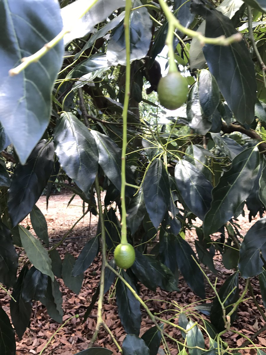 AvolutionFresh's tweet photo. Just babies now but these avocados in Hampton will grow up and be ready for smashed avo toast by August 2017 @FruitPortal @woolworths https://t.co/gAnYZm8OPE