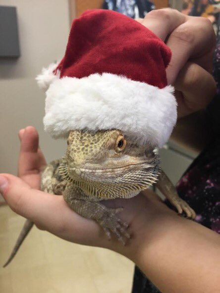 WeRateLizards's tweet photo. november 30th vs december 1st https://t.co/N5KVbdJNHC