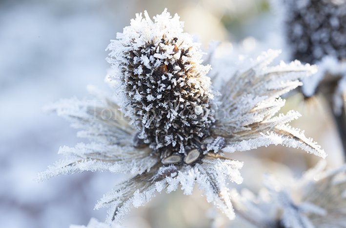 英語で覚える植物名 Plantname919 Twitter