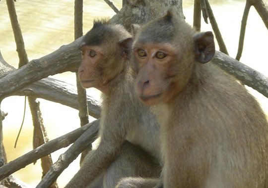 This #WorldAIDSDay, spare a thought for the monkeys - and humans - forced to suffer for this tragic disease crueltyfreeinternational.org/what-we-do/blo…