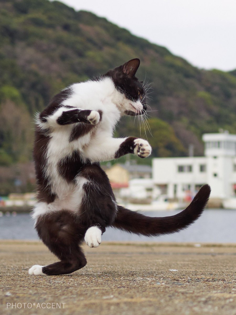久方 広之 のら猫拳 圧倒的格闘センス