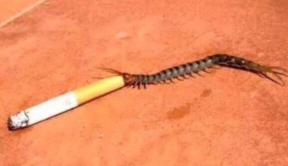 Attenboroughs_D's tweet photo. Brian the centipede has now kicked his 80 a day habit but still relies on patches and the occasional stick of nicotine gum. https://t.co/GnHAohdpHi