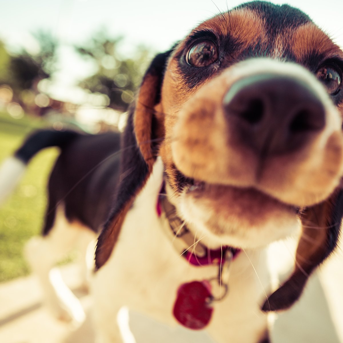 Last chance to win £400. Send us an amazing clip of you and your dog before tomorrow. Submit your film on flare.studio