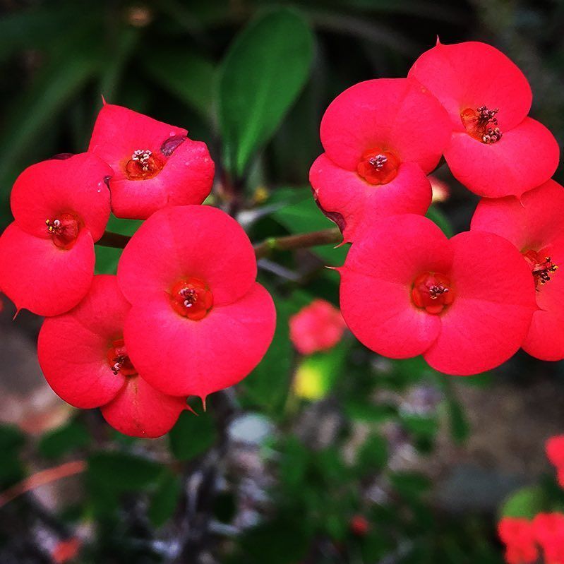 NaturalHistoryDK on Twitter: "Glædelig 1. her fra væksthusene i #botaniskhavekbh, Kristi tornekrone (Euphorbia milii) blomstrer så smukt. Twitter