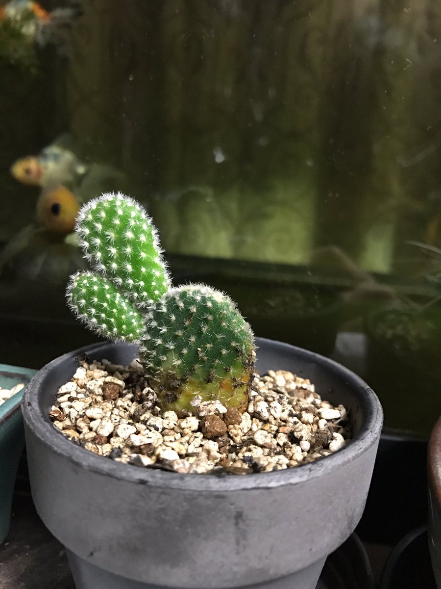 Twitter पर 牛の水槽 本日は練馬区オザキフラワーパークとペンギンビレッジ本店に行って来ました いやー Of舐めてました かなり面白かったです ブセspアラマンダブルー サボテン バニーカクタスを買いました Pbでは話題のミクロラスボラsp花火を90cm