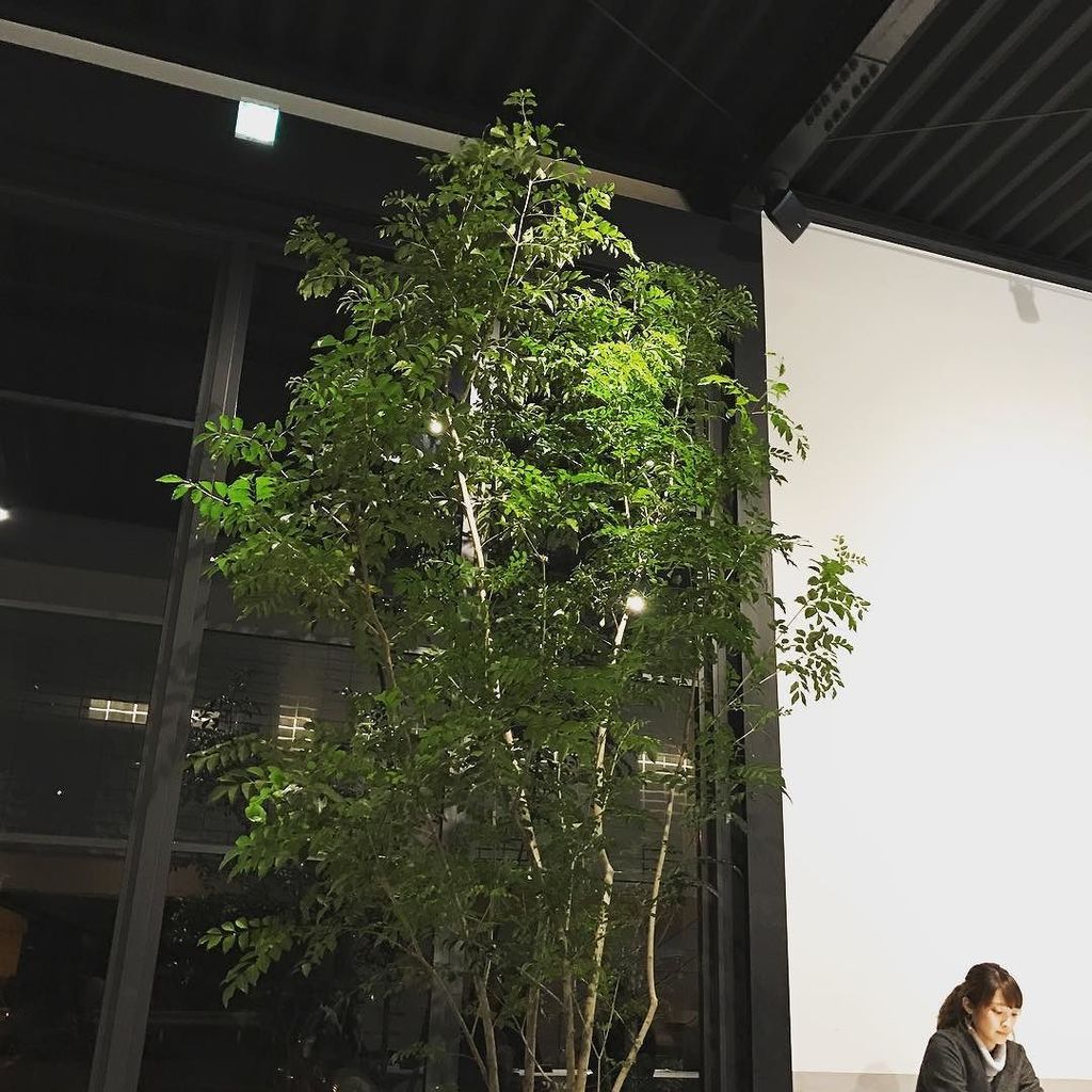 ootiat's tweet photo. #Signsplus #Tree #Green #熊本カフェ #熊本美容室サインズプラス https://t.co/vAWBmALyO6 https://t.co/76KdyB8GQL