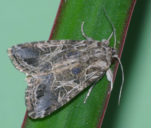 [Actu] #CRISPR-Cas9, une technique efficace pour induire la perte d’#olfaction chez un #insecte ravageur de culture url.inra.fr/2gLB11h