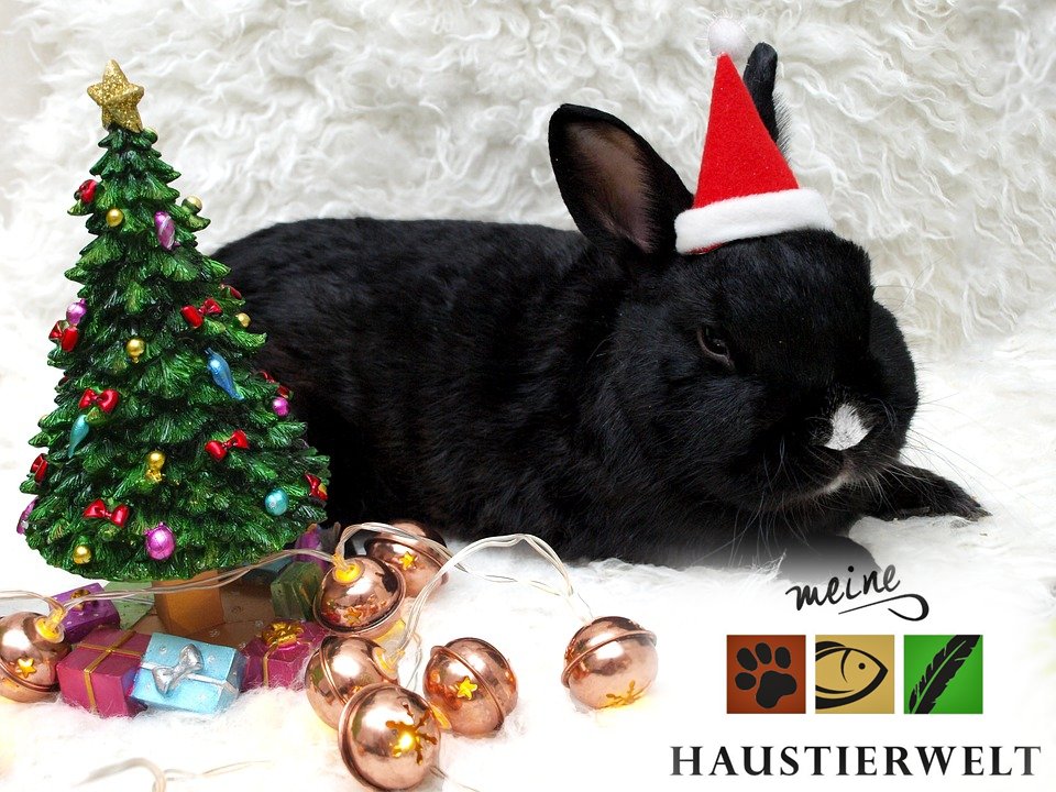 Schnäppchen, Schnäppchen!

5% #RABATT AUF ALLES im #Onlineshop
beim Adventsshopping am 4. Dezember!
meinehaustierwelt24.de