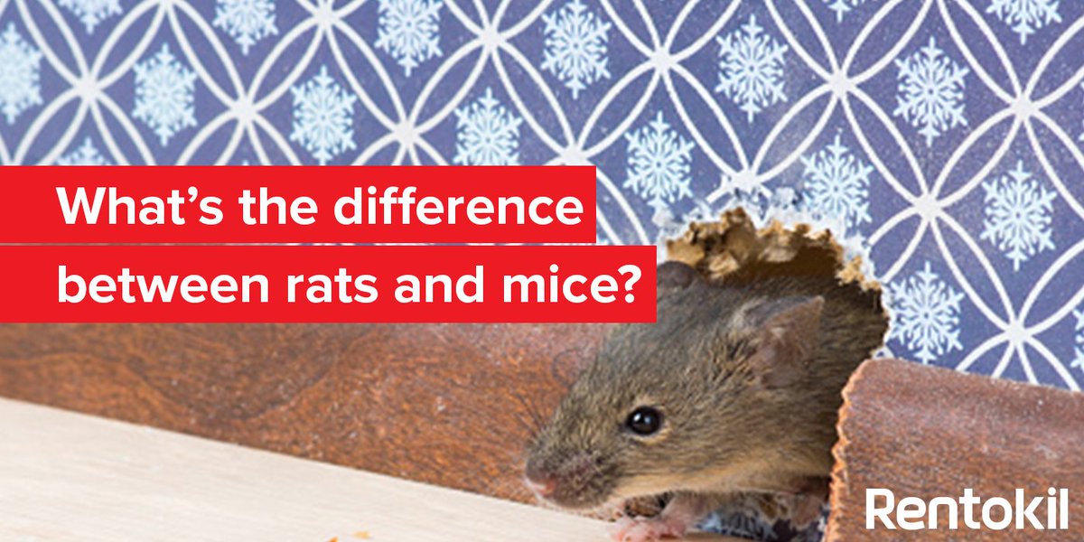 Rentokil's tweet image. How can you tell the difference between #rats and #mice? Find out here: ow.ly/ph60306ATKi