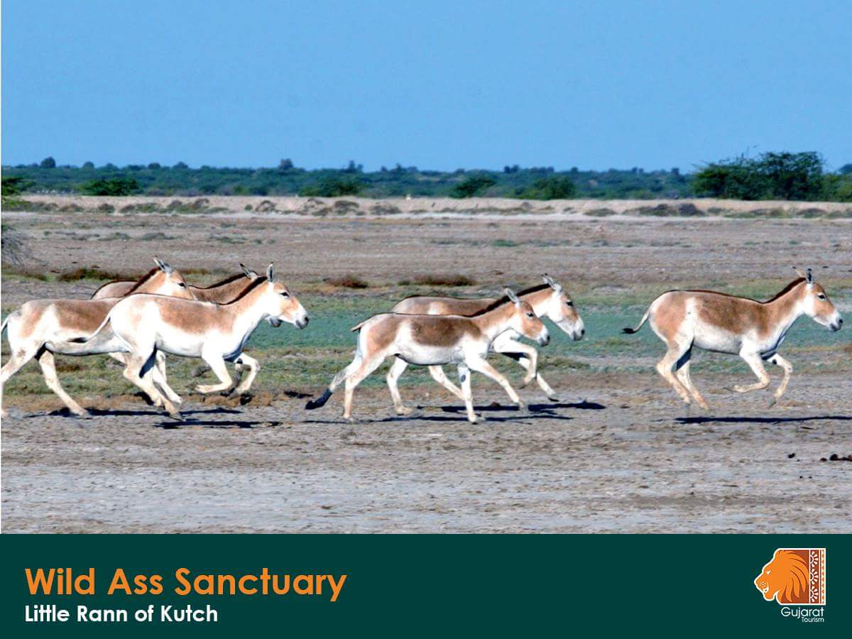 2/2 These asses are very agile and also known as ghudkar. #ExploreKutch