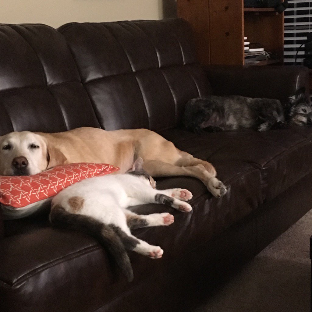 BarryDriverCJD's tweet photo. They are using their internal snooze buttons. https://t.co/XDqKihwoF9