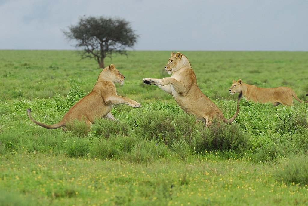 Start Best #AfricanSafariTours to find the best holiday dream. Know more @ lakebunyonyiroc.livejournal.com/758.html
