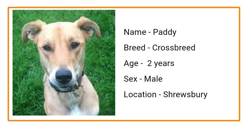 karen73984451's tweet photo. #ThursdayThoughts #DOTD is super cutie crossbreed #Paddy #firever home plz for this lad @NWDogRescue https://t.co/OyyqaCmZeJ