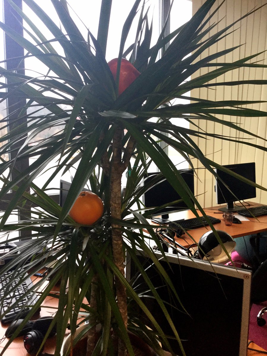 BohemiaPalmTree's tweet image. QA´s Xmas palm tree. Care for a nibble?