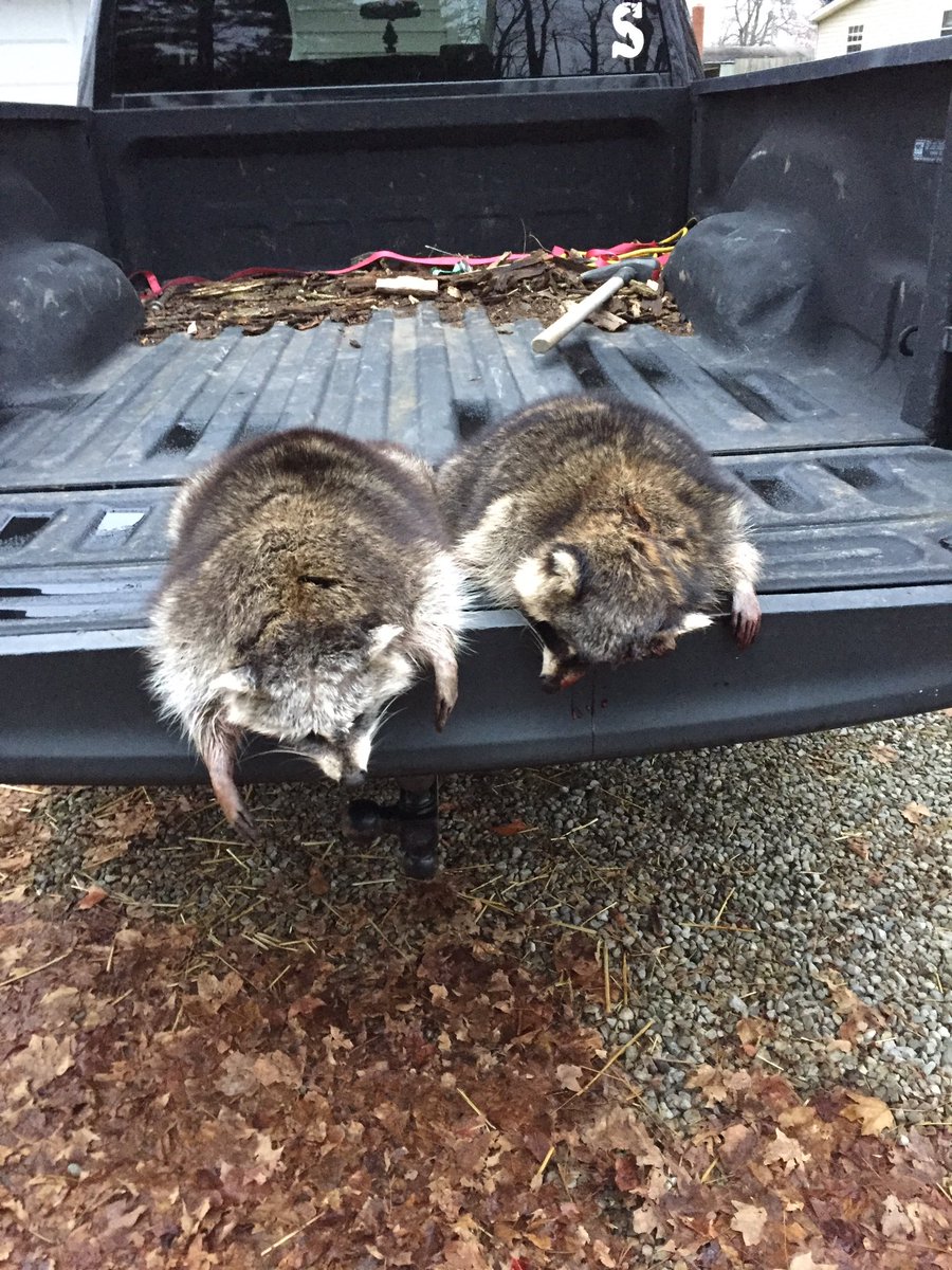 Managed to harvest 2 coon using my <a href="/FOXPROInc/">FOXPRO Inc.</a> Wildfire 2 caller using "Coon Fight" if you haven't tried it, do so it's a blast!
