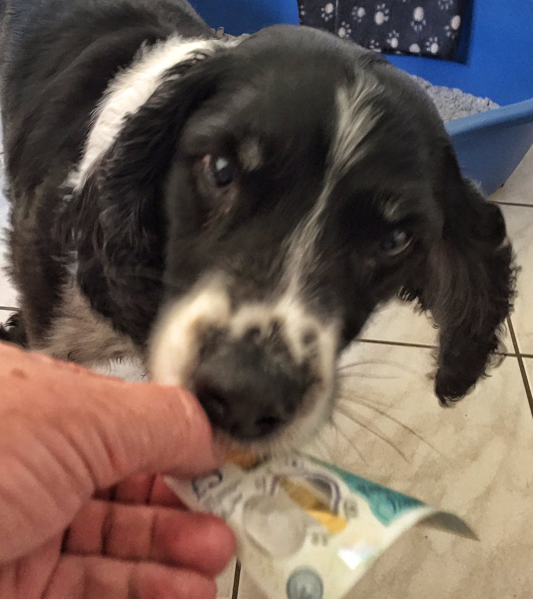 somersetlevel's tweet image. IT'S OFFICIAL! Springer spaniels prefer bacon flavoured Mini Cheddars to new fivers #FivePoundNotes