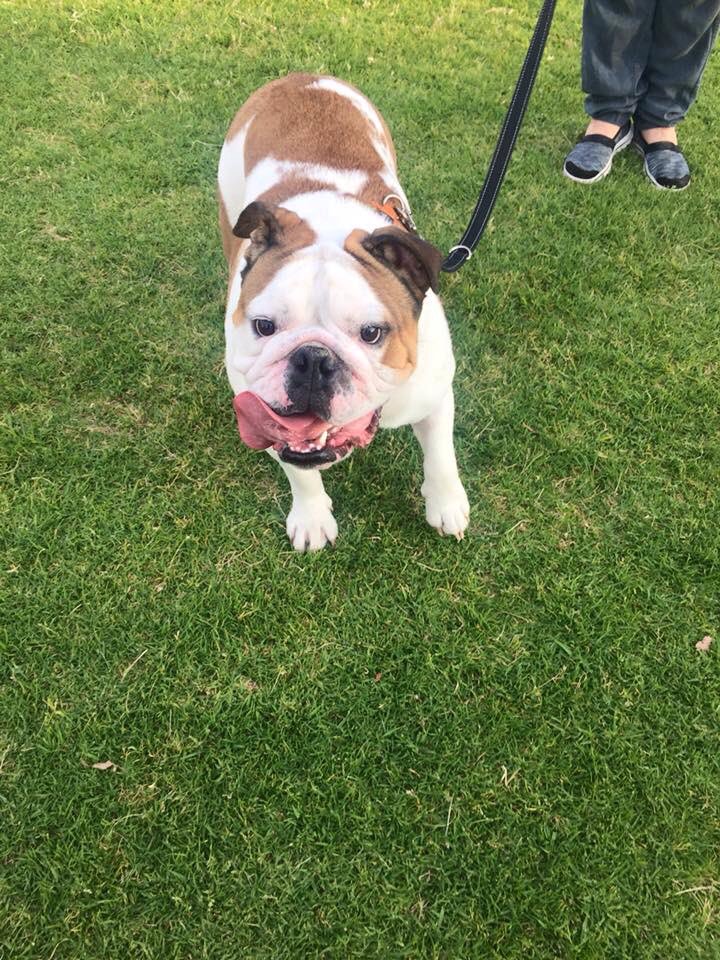 Had a special guest at training tonight ronnie our new mascot came down watch the boys train! Go Bulldogs Woof Woof!