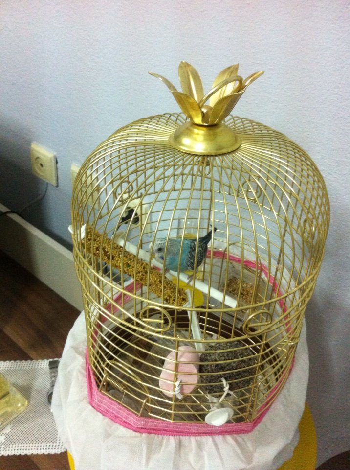 Çikom Sinop'ta ölmüştü...:( şimdi bir çiko daha aldım.. Keşke her ölünün yerine bitanesini alabilseydik...