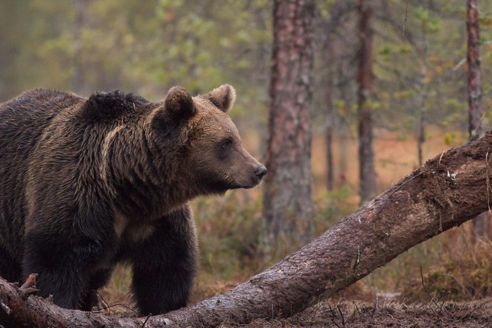 #Europeanwildlife #brownbear #finland #wildlifephotography #wildography #wildbear