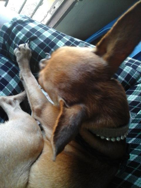 SteisyGM's tweet photo. Mi hermoso 🐕 https://t.co/1zolZjI7eC