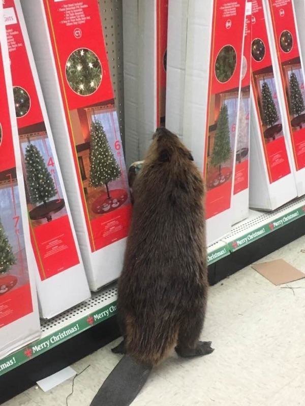 HuffPost's tweet photo. Rogue beaver apprehended after trashing store that sells fake Christmas trees https://t.co/f4Pjoh4Wat https://t.co/VFPUHJiWWx
