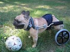 EdiPrevis's tweet photo. #CREDOCHE L'AMORE CHE PUÒ REGALARCI UN CANE DISABILE SIA PARI ALLA SUA VOGLIA DI VIVERE,CIOÈ TANTO...TANTO...❤ https://t.co/9tPBpSyifQ
