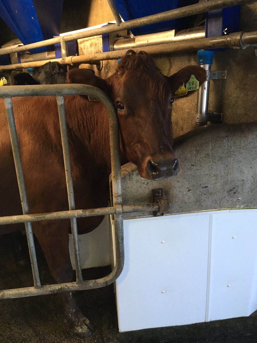 sprinkles785's tweet photo. @Cow785 mission accomplished #alldry Only 60 days to calving 2017 https://t.co/R9WtW3tXAm