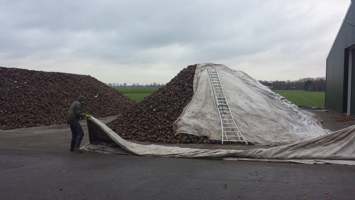 Mariska_Eggens's tweet photo. De 2 lagen plastic zijn eraf..nu #toptex kleed over de #suikerbieten aankomend weekend ws weer plastic erbij over ivm #vorst #akker https://t.co/lzAVotgiKX