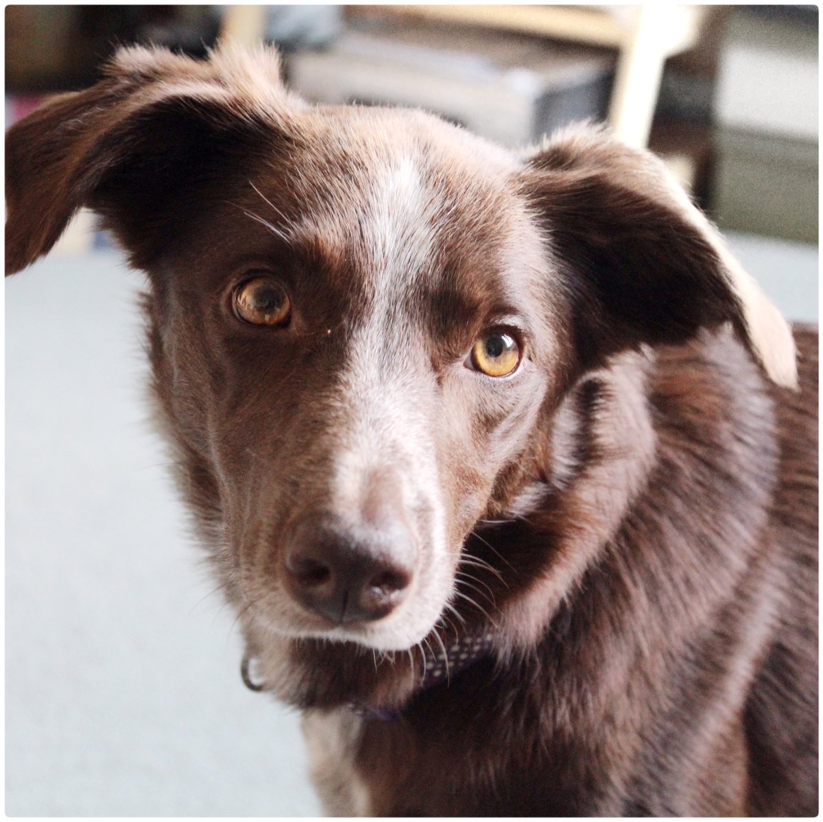 My beautiful girl ... always happy to go for a walk whatever the weather ❄️