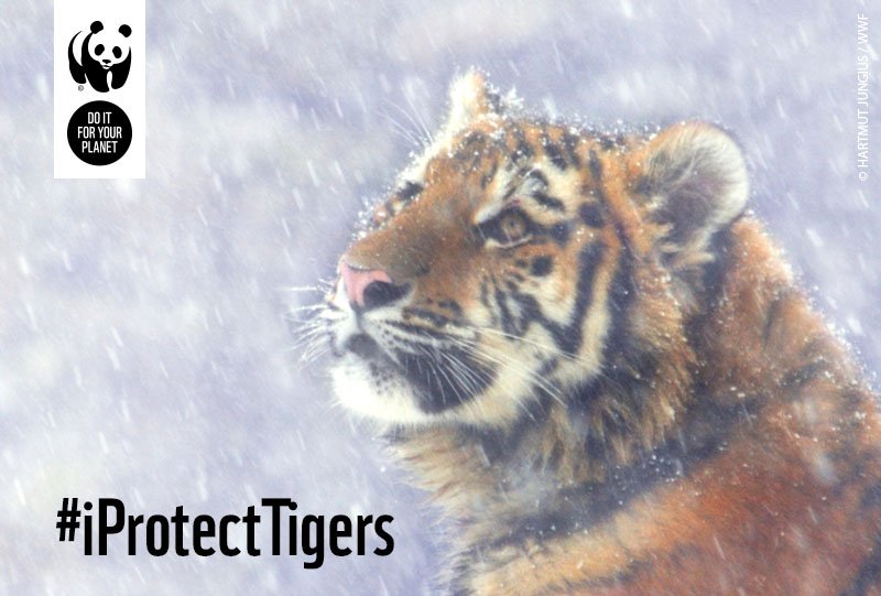 wwf_uk's tweet image. It’s the start of December! RT if you’re helping protect tigers this Christmas 🐯 #iProtectTigers