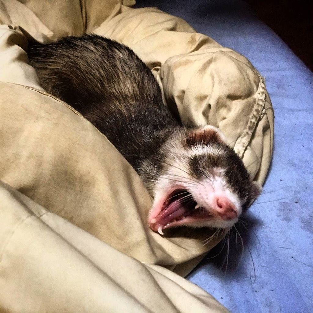 pettriangle's tweet photo. #フェレット #あくび #動物 #小動物 #ペット #メテオ #写真好きな人と繋がりたい #写真撮ってる人と繋がりたい #ferret #ferrets #animal #pet … https://t.co/0MYKXosyER https://t.co/koHlxwRGqL
