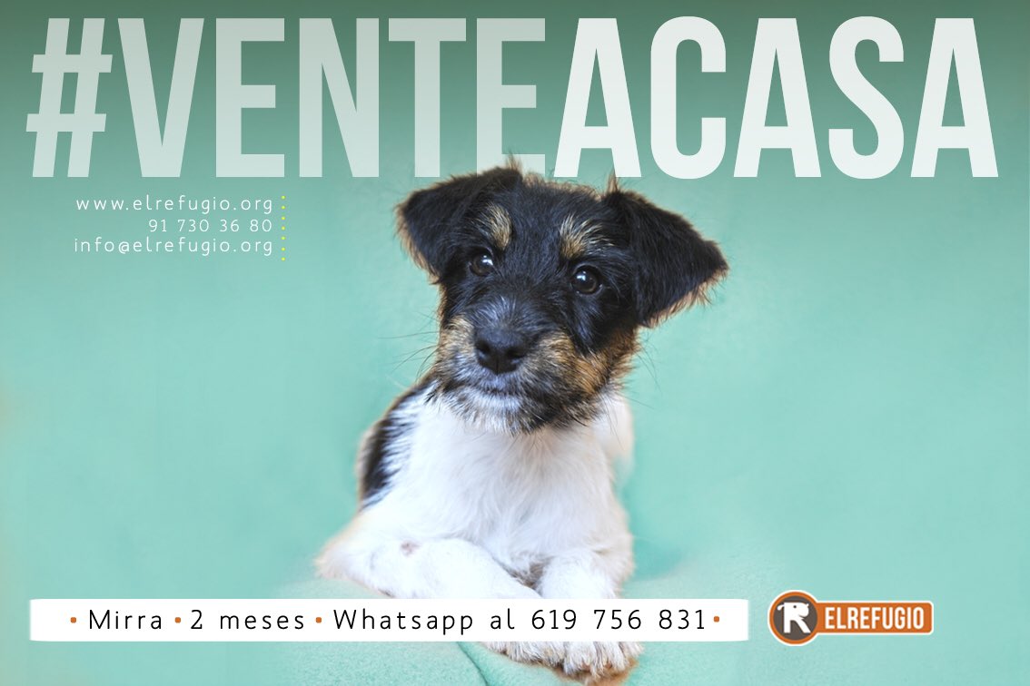 el_refugio's tweet photo. @el_refugio Algún SUPERCENUTRIO INTEGRAL ha abandonado a MIRRA con 2 meses. Ahora tú puedes ser el SUPERSUERTUDO que la adopte. #hashadopt https://t.co/n1gCIjiTaA