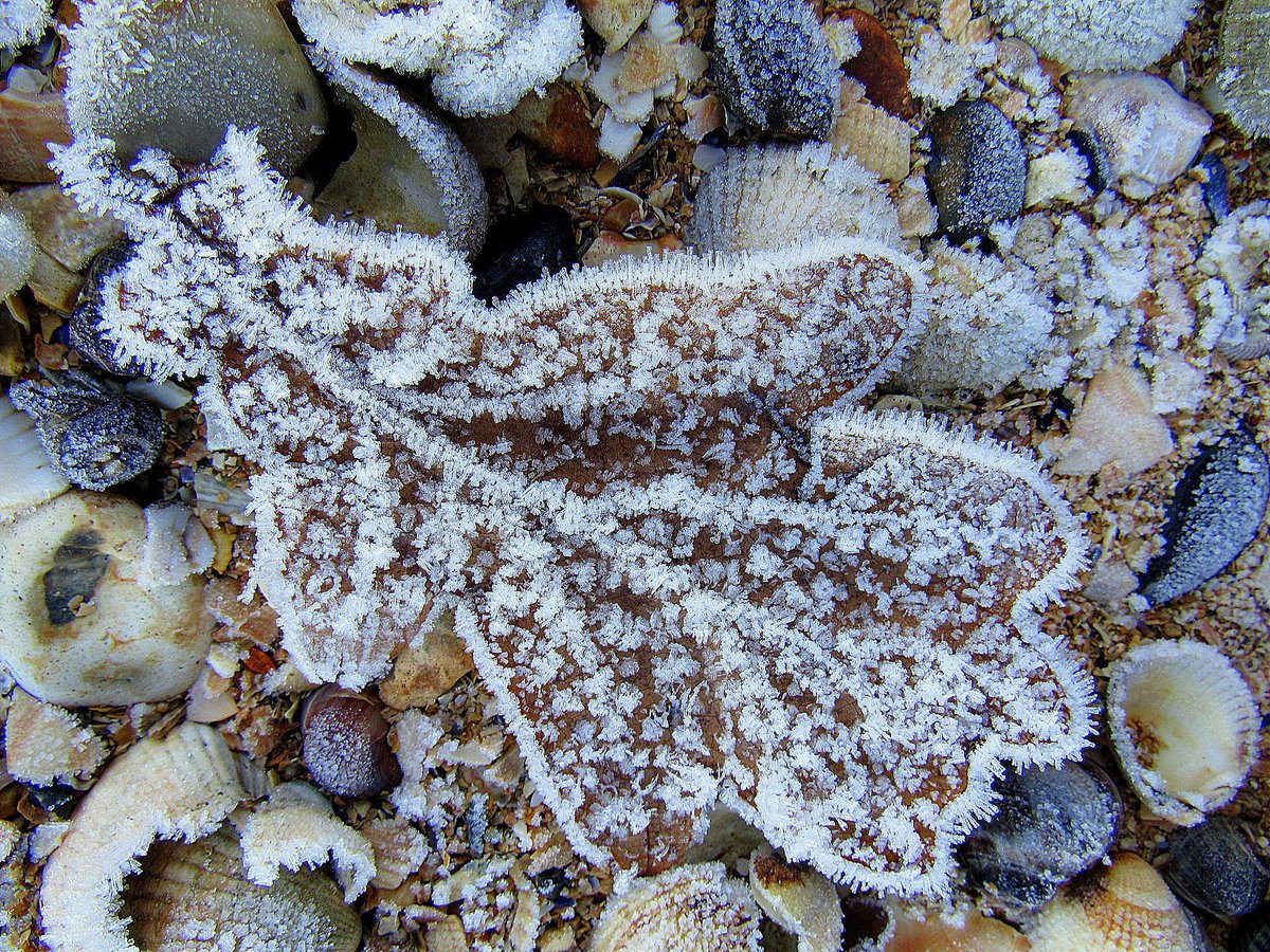 AliDiva_'s tweet photo. There was even frost on the beach in Hythe for the 1st day of winter @HytheLibrary @hantsconnect @GreenHampshire @HampshireLife @LymoTweetUp https://t.co/6T5dxz28F7