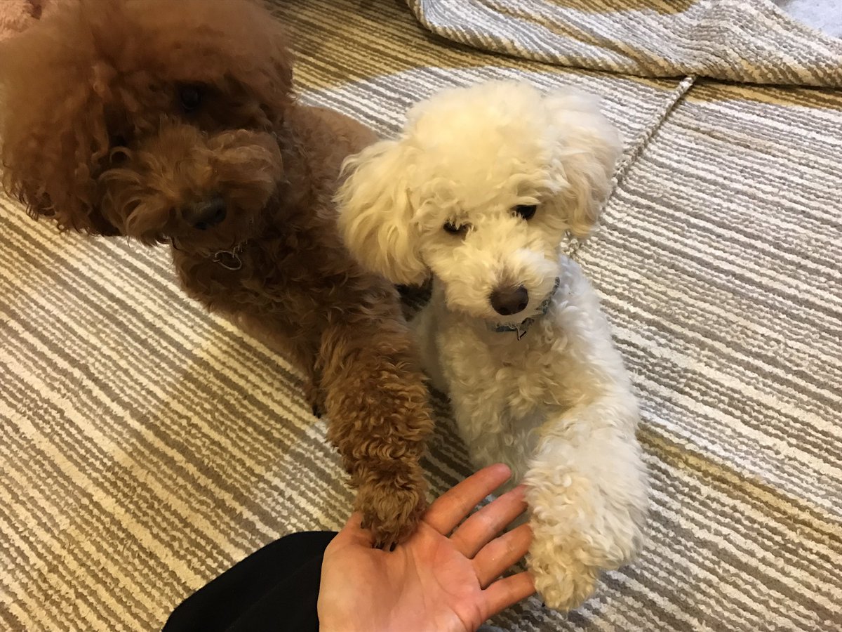 Maha6max's tweet photo. トイプードル
もさ子2人の同時お手💕 https://t.co/YaFI3SHWT0