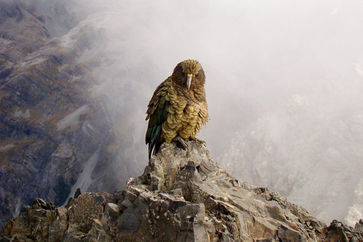tellingtalespix's tweet photo. This here is a kea.  I met him some years ago atop a mountain in New Zealand, whereupon he tried to steal my lunch. #parrot #birdphotos https://t.co/PGKHwviilk