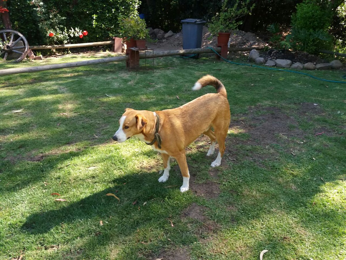 fund_quiltro's tweet photo. Acá estoy de cuerpo completo, vean mis curvas, buscan familia que las mantenga 🤗. Pokas en adopción, castrado, vacunado, mamón y regalón. RT https://t.co/I7RjZNCe57