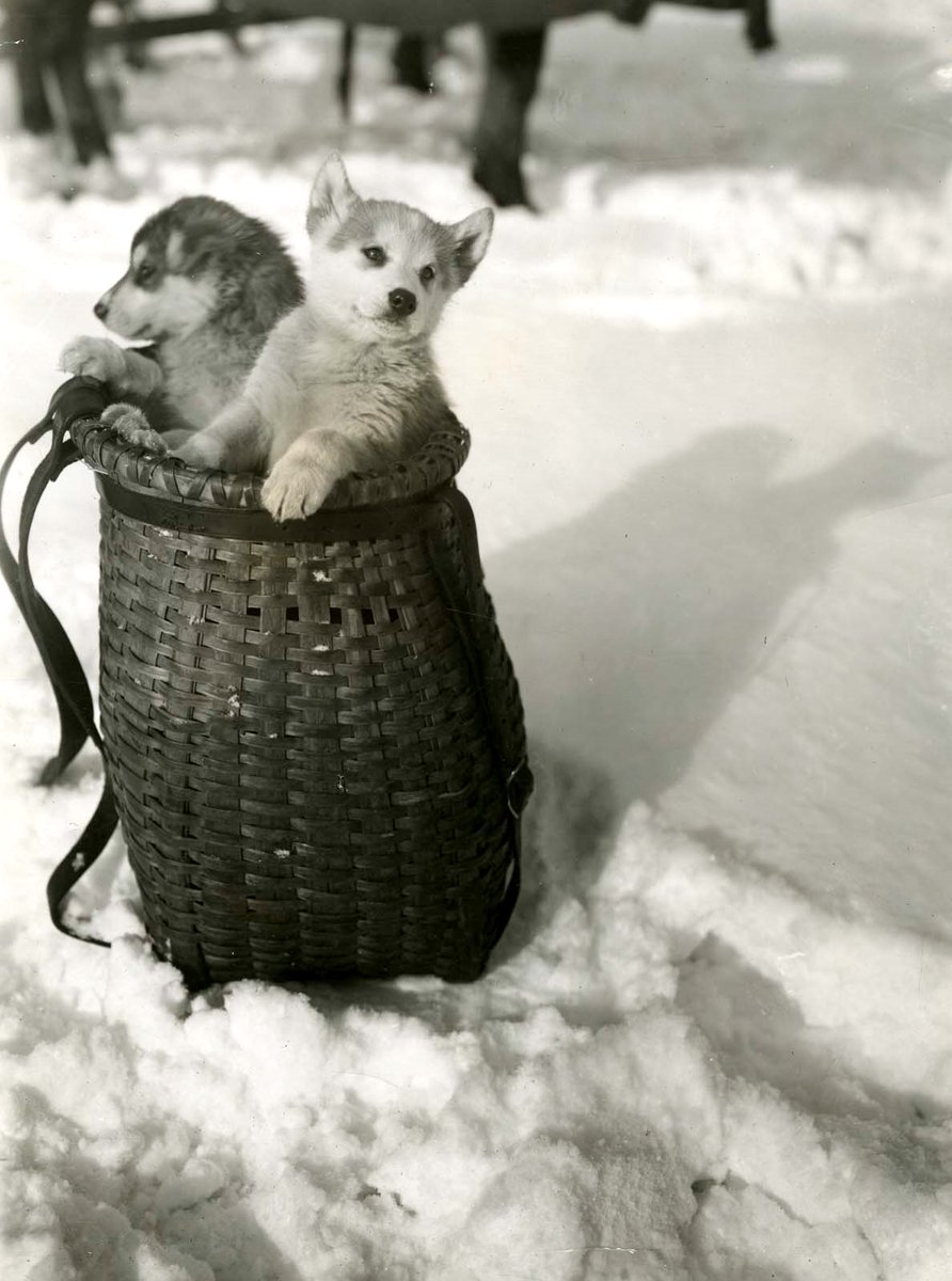 theADKX's tweet photo. Happy #December1st! Let this photo of Nip & Tuck melt your heart (between 1920- 1940). #Adk #packbasket https://t.co/b4hFN71I3E