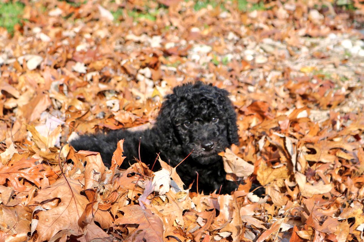 thenamescameron's tweet photo. need a pick me up? here are some pictures of my puppy https://t.co/hA8HXcQqrd