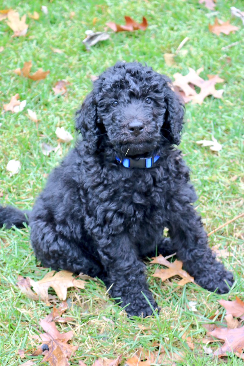 thenamescameron's tweet photo. need a pick me up? here are some pictures of my puppy https://t.co/hA8HXcQqrd
