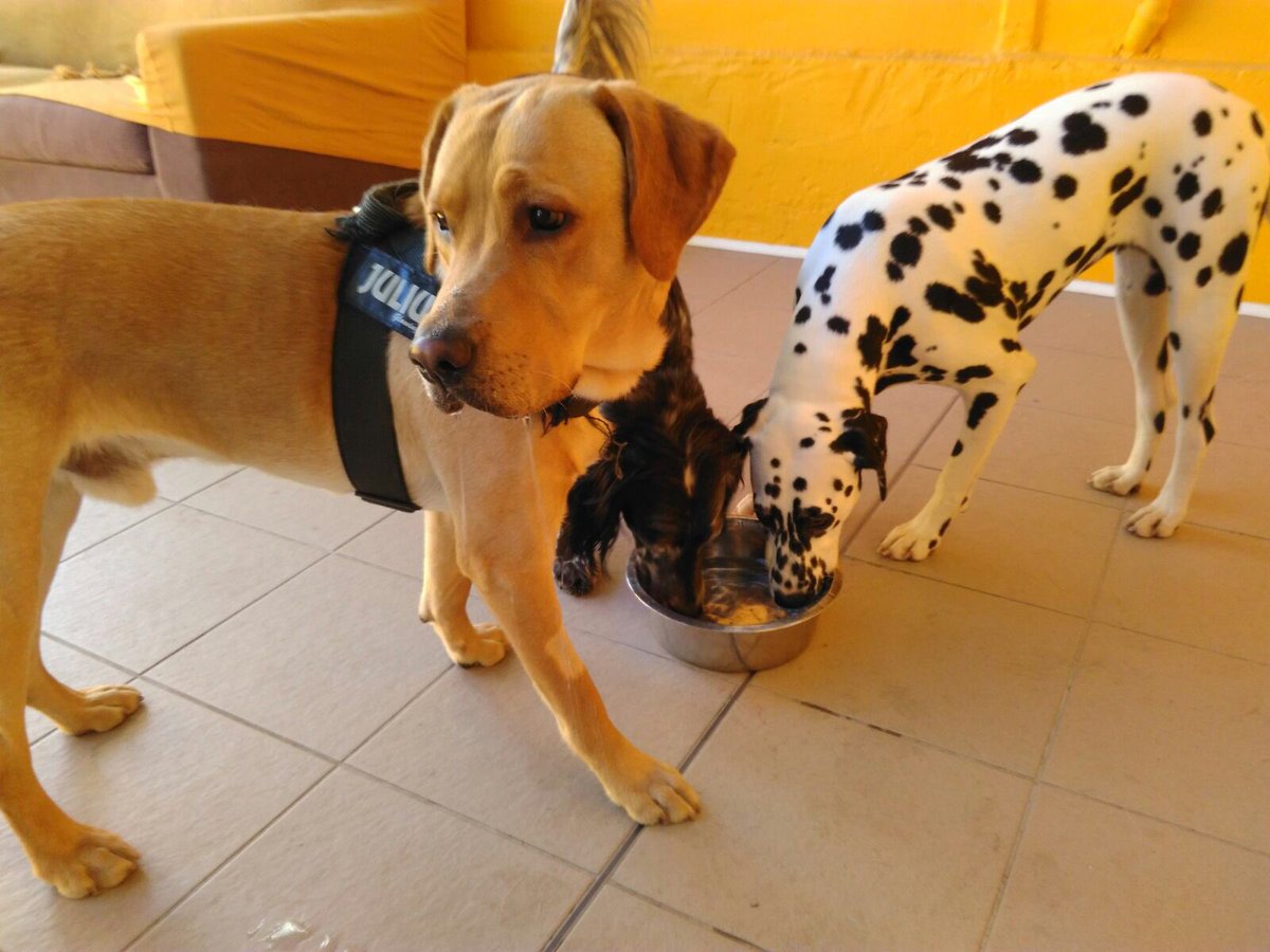 BauLoft's tweet photo. Gioco matto al #BauLoftColletta! #staibau! @BlueInLoveWLife @PetsAndLoveIT @FataAmicisetter @lazampa #Torino https://t.co/IhCvjoPVSK