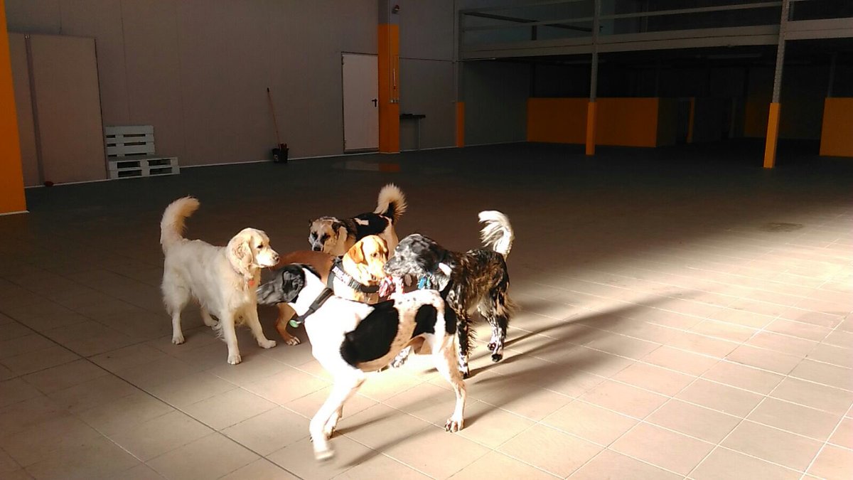 BauLoft's tweet photo. Gioco matto al #BauLoftColletta! #staibau! @BlueInLoveWLife @PetsAndLoveIT @FataAmicisetter @lazampa #Torino https://t.co/IhCvjoPVSK